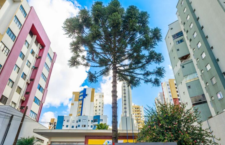 Prefeitura de Pato Branco realiza poda de pinheiro nesta quarta-feira
