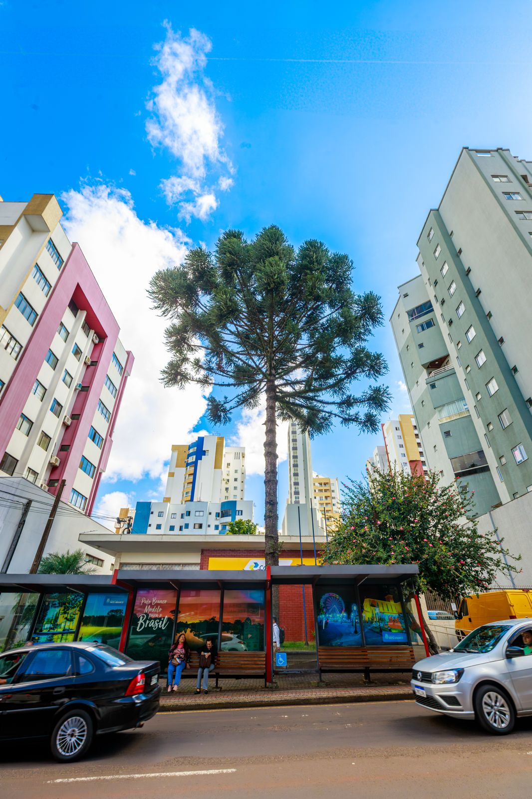 Prefeitura de Pato Branco realiza poda de pinheiro nesta quarta-feira