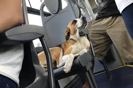 Projeto garante direito a transporte coletivo para cães-guia e animais de pequeno porte