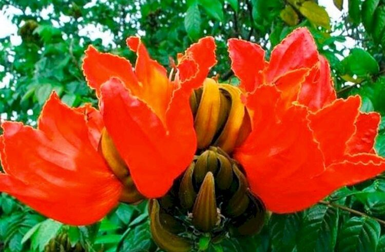 Pato Branco: Meio Ambiente emite nota técnica e pede erradicação da tulipeira-do-gabão