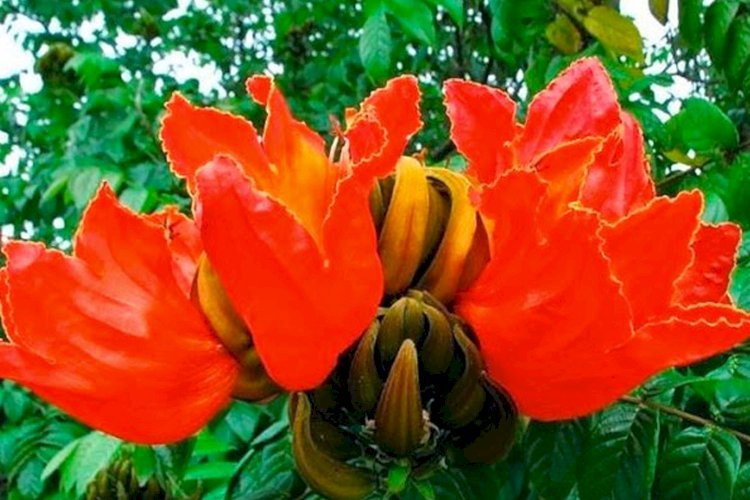 Pato Branco: Meio Ambiente emite nota técnica e pede erradicação da tulipeira-do-gabão