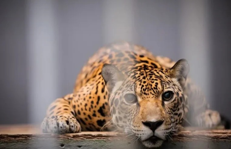Projeto proíbe o funcionamento de zoológicos no Brasil