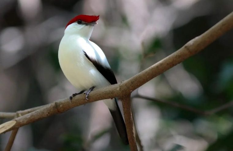 Projeto proíbe exportação de animais silvestres nativos do Brasil