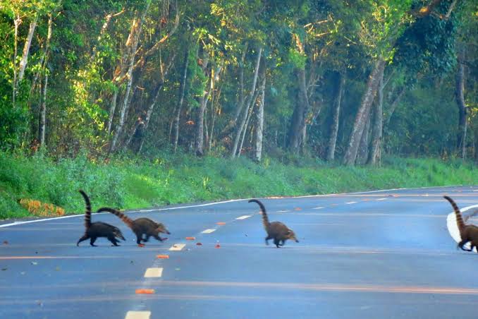 Projeto cria política para reduzir atropelamento de animais em rodovias