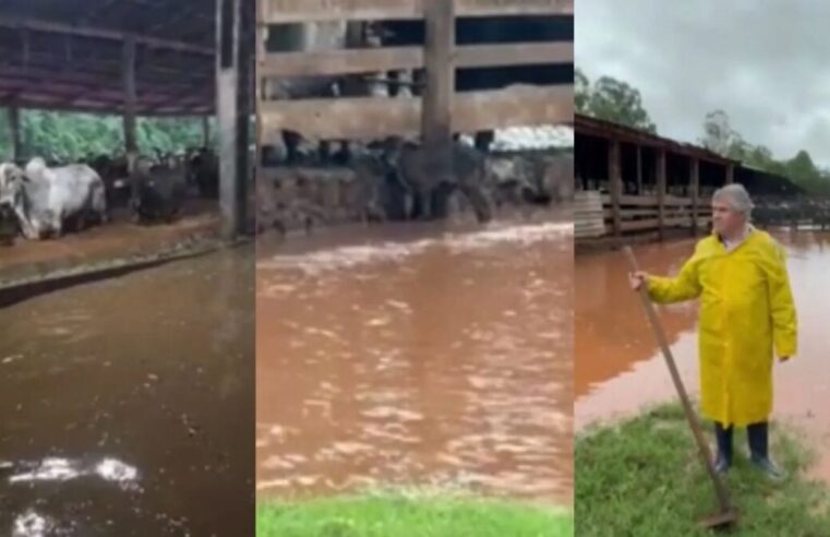 Cheia histórica inunda fazenda e arrasta gado
