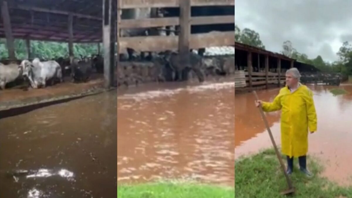 Cheia histórica inunda fazenda e arrasta gado